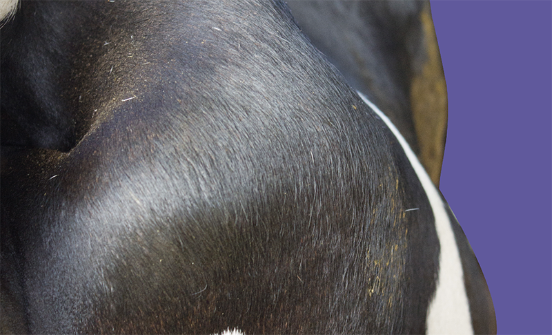 Close-up of a dairy cow showing a palpable fat pad over the pin bone.